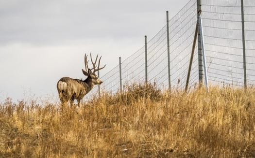 A Colorado mule deer is blocked by range fencing. A new state program is designed to have state agencies coordinate with federal and local governments and others to keep clear and preserve the state's migration corridors. (AdobeStock)<br /><br />