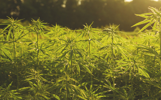 Since North Carolina launched its hemp pilot program in 2015, the state's CBD oil industry has boomed. (Adobe Stock)   