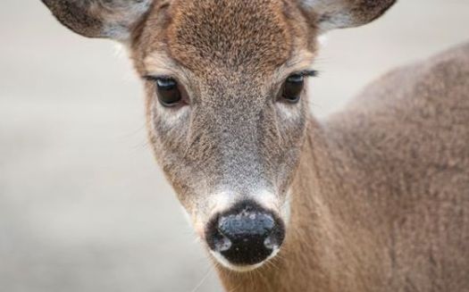 Thousands of deer have been destroyed over the last 17 years when they displayed symptoms of chronic wasting disease. (Steve/StockSnap)