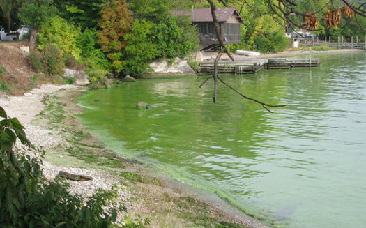 The algal bloom in Lake Erie is not expected to dissipate for several more weeks. (noaa.gov)