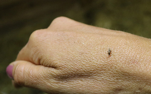 EEE can cause a serious central nervous-system infection, such as meningitis and brain inflammation, and about one-third of EEE cases are fatal (NIH/Flickr).