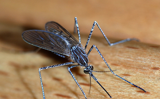 State health officials say in addition to wearing proper clothing and using repellent, Massachusetts residents should take steps to keep mosquitoes away from in and around the home. (Alvesgaspar/Wikipedia)