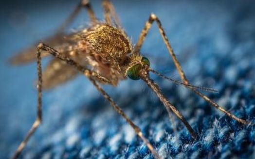 Missouri DHSS updates its West Nile virus data through the end of October, even in years like this one when infections have been considered 