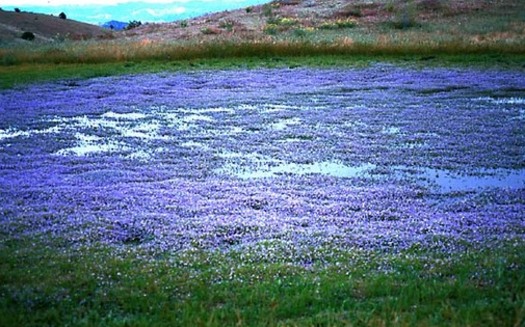 Vernal pools like this one will lose federal protections as the EPA withdraws the WOTUS rule.(California Native Plant Society)