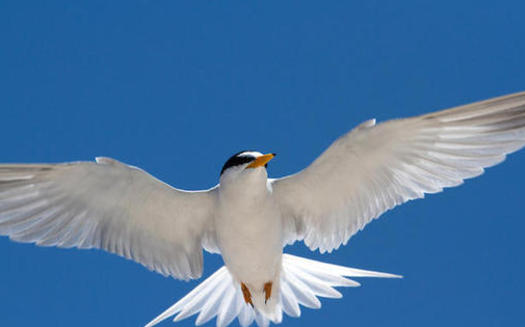 A least tern in Flight. (Rick Lewis, Audubon Photography Awards)