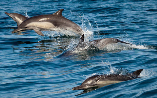 Long-beaked common dolphins are one species often caught in drift gillnets, which are being replaced on the West Coast with safer fishing gear. (Chad King/NOAA)