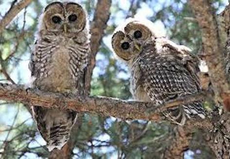 The Mexican spotted owl, found in several Western states including New Mexico, was first listed as threatened in the United States in 1993. (nps.gov)