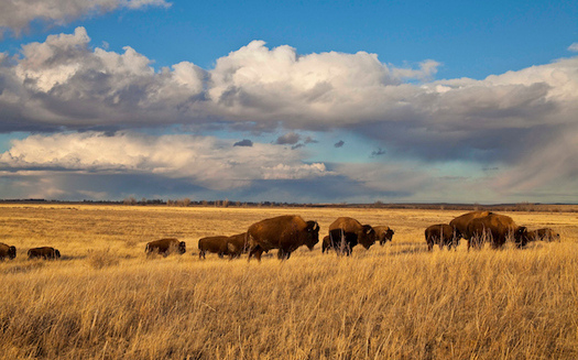 The American Prairie Reserve bison herd has grown to about 850 animals. (Dennis J. Lingohr/American Prairie Reserve)