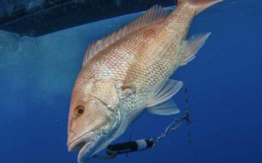 A red snapper clipped to a weighted descending device at the surface, returning to the deep. (Adrian Gray) 