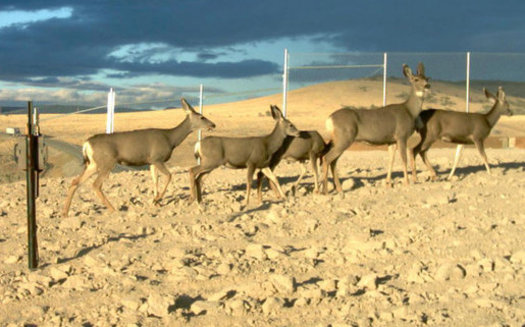 Mule deer use an overpass with fencing created to direct them over the road safely. (Nevada Department of Wildlife)