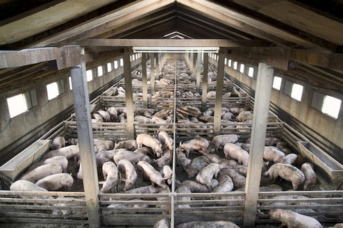 North Carolina is home to more than 2,000 hog farm operations. (Adobe Stock)