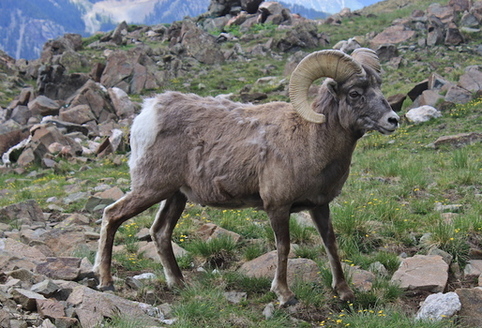 Loss of habitat makes it more difficult for animals such as bighorn sheep to use historic migration routes in New Mexico. (commons.wikimedia.org)