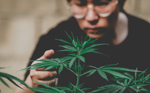 SB350 has provisions to help low-income people with past marijuana convictions participate in the recreational marijuana industry. (EKKAPON/Adobe Stock)