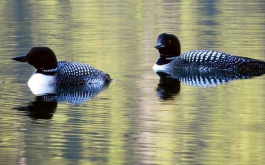 Audubon Minnesota wants more people to monitor bird species like the loon as they try to protect them from the possibility of extinction. (National Park Service)