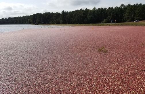 Among the states, Massachusetts is second only to Wisconsin for its farm output of fresh cranberries.  (djorenstein/Pixabay)