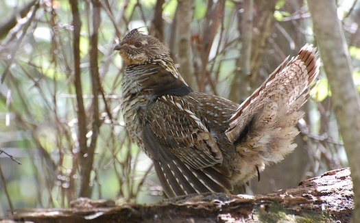 An annual bird count has shown an estimated 76% decline in ruffed grouse populations in southeast Pennsylvania. (JohnCindy/Adobe Stock)
