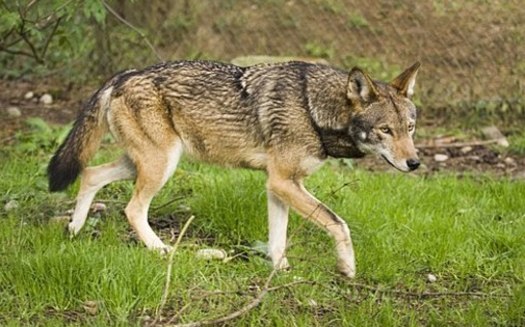 The American red wolf is one of the world's most endangered mammals. It once roamed from New Jersey to Texas, but only about 14 wolves live in the wild today, on the Albemarle Peninsula. (B. McPhee/USFWS/Wikimedia Commons)