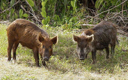 Wild pigs have become such a nuisance in Texas that this year, the state passed a new law allowing people to hunt them without a license. (NASA/Wikipedia)
