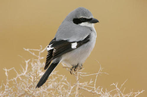 New Mexico's masked black, white and gray loggerhead shrike is recognized as a 