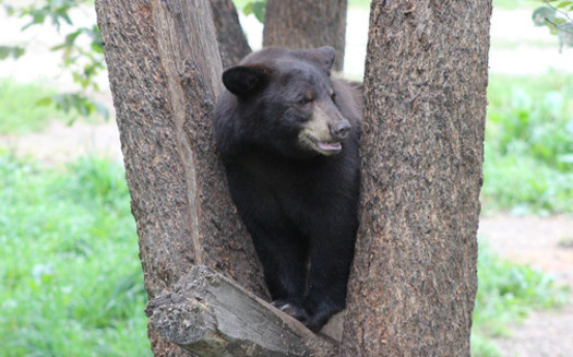 Black bears were extirpated from Ohio around 1850, but a small population is slowly growing in the state. (USFWS Midwest Region/Flickr)