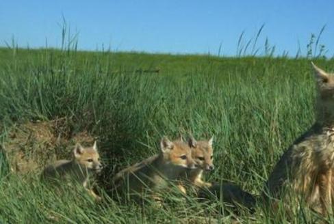 The loss of short and mixed-grass prairies in the Great Plains has significantly reduced South Dakota's swift fox population. (sdstate.edu)