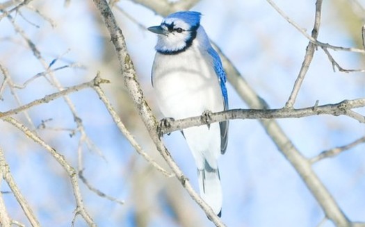 During the 2018 Christmas Bird Count, more than 2,200 hundred bird watchers in Ohio tallied 160 species. (Erik Drost/Flickr)