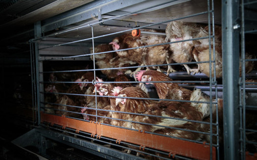 Chickens are commonly kept in battery cages about the size of a large microwave that fits six to eight birds. (Colony Cages)