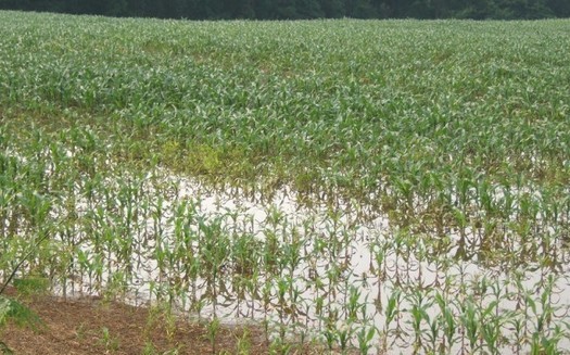 Corn and other crops in Indiana sustained weather-related damage due to excessive rain and flooding in 2019. (courane/Flickr)