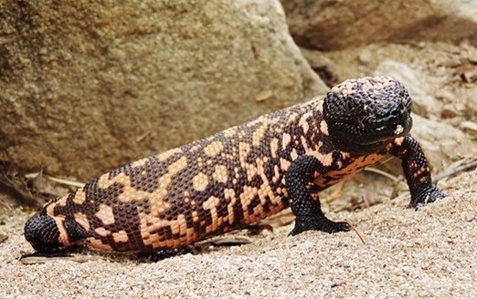 Arizona's Gila monster is an example of the type of species wildlife officials say they would protect under the Recovering America's Wildlife Act. (National Park Service)