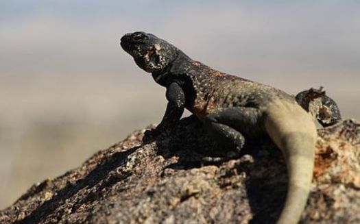 The chuckwalla is an example of the type of species wildlife officials say they would protect with funds from the Recovering America's Wildlife Act. (JTNP/Wikimedia)