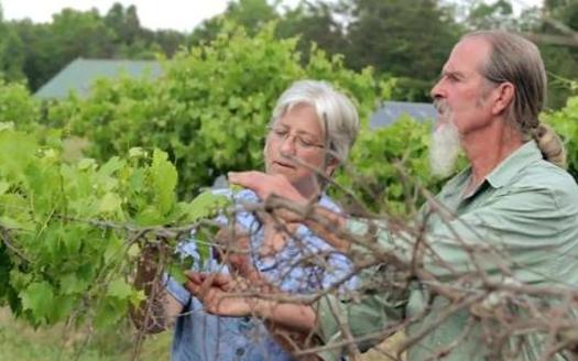 Researcher Laura Lengnick, left, says warmer winters followed by late freezes are impacting fruit crops such as grapes. (Lengnick)