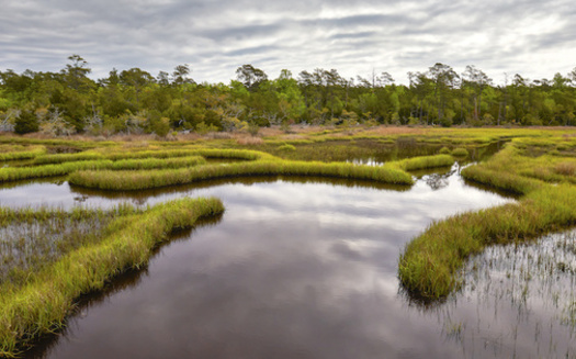 Wetlands are critical to North Carolina's coastal ecosystems. (Adobe Stock)