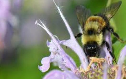 In addition to the Midwest and East Coast, the rusty patched bumble bee was also common in many parts of Canada. (U.S. Fish & Wildlife Service)