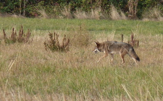 Oregon'a coyote population is estimated to be around 300,000. (David K/Flickr)