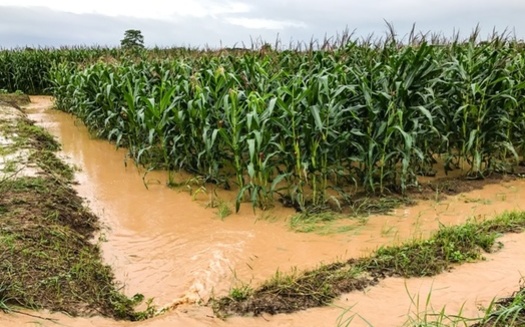 In 2019, Iowa farmers were unable to plant a record 460,000 acres of crops due to flooding and heavy rains. (Adobe Stock)
