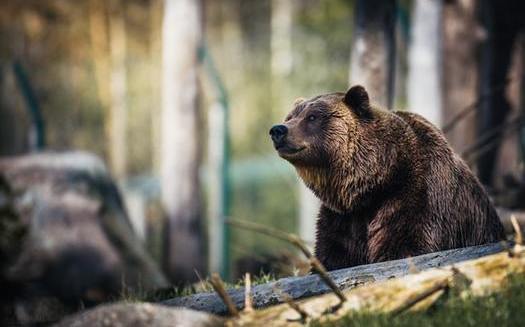 Last year the U.S. Fish and Wildlife Service authorized the killing of up to 72 grizzly bears over the 10-year life of a livestock grazing program on public lands in Wyoming. (Janko Ferlic/Pexels)