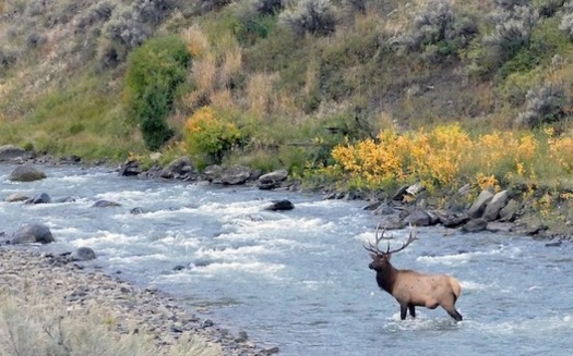 Public participation in evaluating projects proposed in South Park helped protect waterways thriving with elk, trout and other wildlife. (Pixabay)