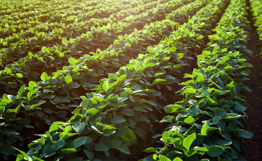 Last year, China bought nearly 264,000 tons of soybeans from farmers in the United States, according to the U.S. Department of Agriculture. (Adobe Stock)