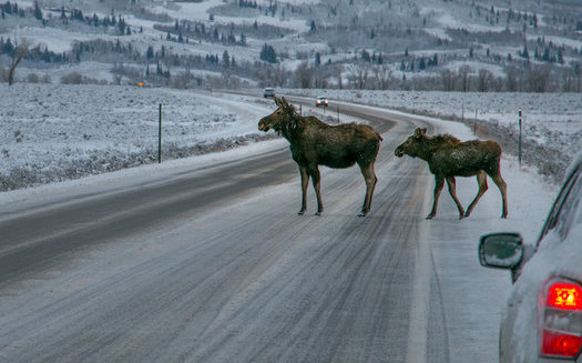 Nearly 6,000 big game animals such as deer, pronghorn, elk, moose, bighorn sheep and mountain goats die each year from collisions with vehicles on Wyoming's highways and interstates. (Pixabay)