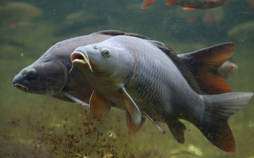 Asian carp are filter feeders, meaning they consume the base of the aquatic food chain, starving out and outcompeting native fish species. (Adobe Stock) 