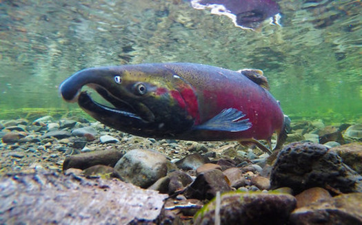 The low numbers of salmon returning to Northwest rivers are raising concerns about a future without these fish. (Bureau of Land Management/Flickr)