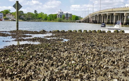 Oysters on Virginia's Lafayette River help maintain clean water on the Chesapeake Bay watershed. (Chesapeake Bay Foundation)