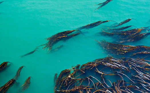 The collapse of kelp forests on the West Coast threatens many commercially important fish species. (Luke McGuff/Flickr)