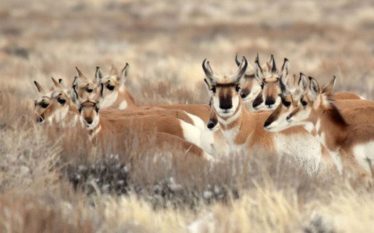 Pronghorn are the fastest land mammal in North America, with herds capable of traveling up to 60 miles per hour. (fws.org/TomKoerner)