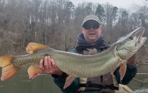 Muskie are apex predator fish native to the French Broad River that runs through western North Carolina. (Conserving Carolina) 