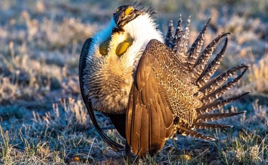 The number of greater sage grouse, a threatened species, has dropped from 16 million a century ago to less than 500,000 today in Utah and other Western states. (KerryHargrove/Adobe Stock) 