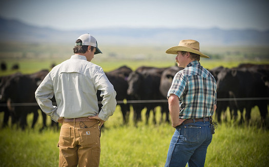 Some cattle producers want the federal government to restore country-of-origin labeling to help their long-term economic prospects. (USDA NRCS Montana/Flickr)