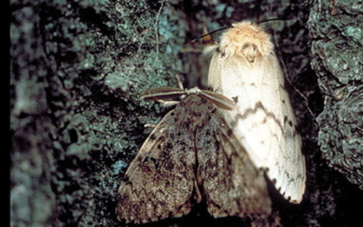 Folks in Maryland need to look out for European Gypsy moths before they damage plants and trees. (John H. Ghent/USDA Forest Service)<br /><br />