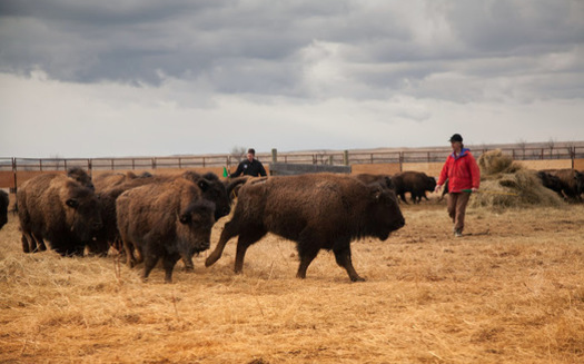 American Prairie Reserve's donation of bison meat to the Montana Food Bank Network is coming at time when some meat processors are closed due to COVID-19 (Mike Quist Kautz/APR)