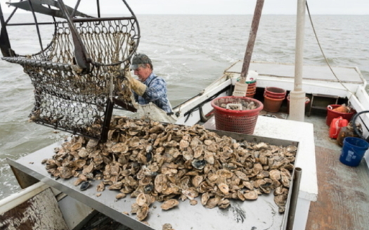 Maryland's nascent oyster industry may not survive the pandemic, scientists say. (Chesapeake Bay Program)